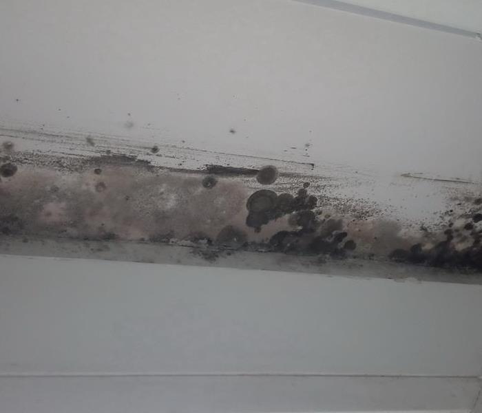 Mold on a white ceiling.